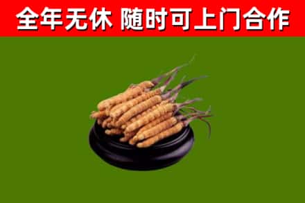 枝江市烟酒回收冬虫夏草.jpg